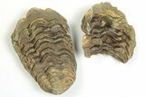 Lot: Fossil Calymene Trilobite Nodules - Pieces #230311-2